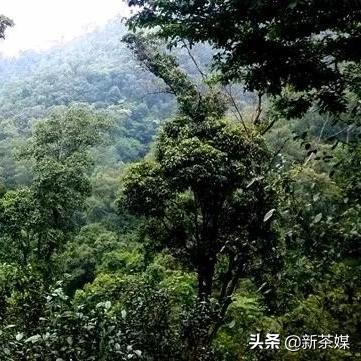 《古树快速升级技巧：等级飙升秘籍》