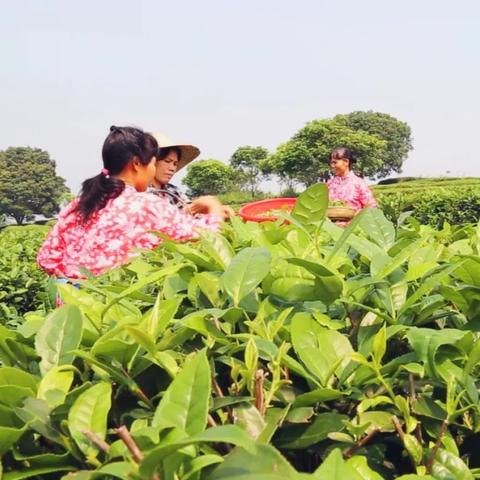 花亦山心之月体力获取攻略