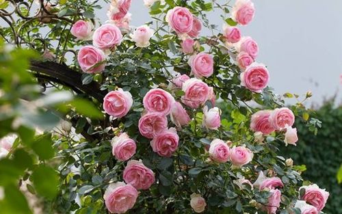 花亦山心月季元启角色强度解析