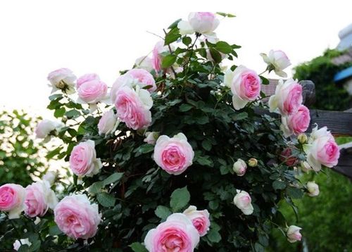 花亦山心月季元启角色强度解析