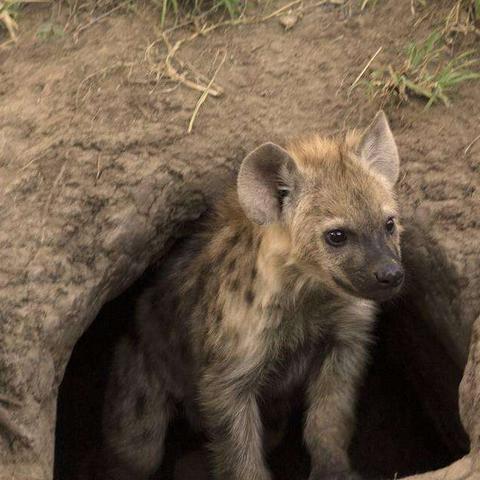 《疯狂原始人2》野兽巢穴爬塔攻略