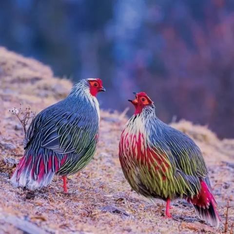 光遇飞翔季向导位置揭秘