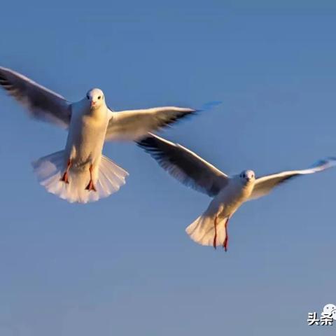 光遇飞翔季四任务攻略分享