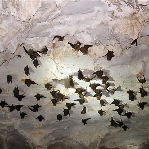 光遇蝙蝠面具先祖位置