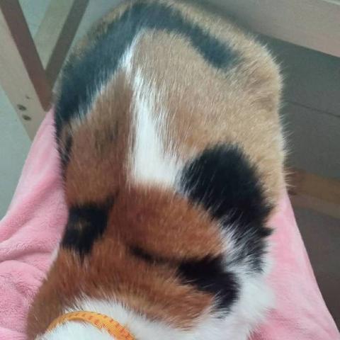 时光公主养猫秘籍：猫咪成长升级指南