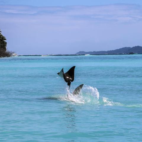 王牌竞速魔鬼鱼新赛车获取技巧