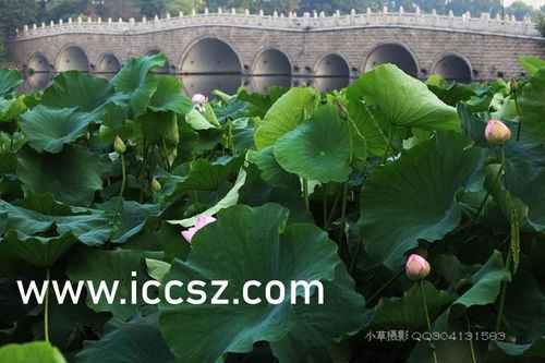 江南百景图库楼任务攻略