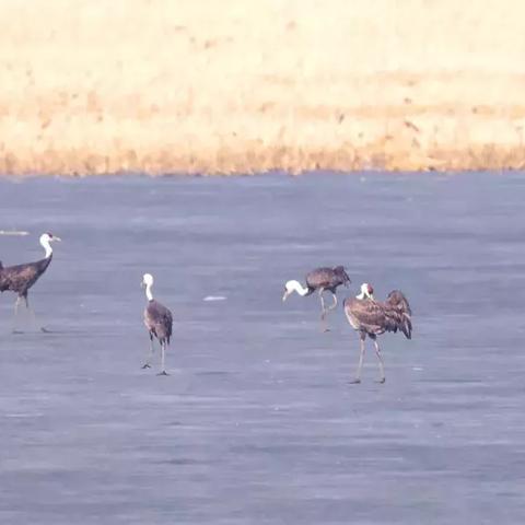 超级精灵手表沼泽之地位置