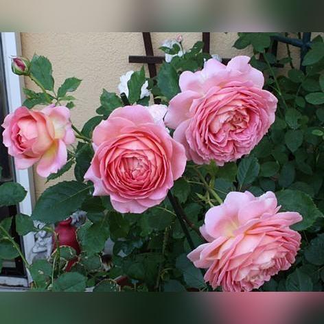 《伊甸园新手攻略：前期玩法揭秘》