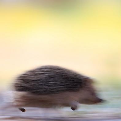 光遇刺猬头获取攻略