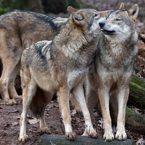 C罗加盟引狂欢 《饿狼传说：群狼之城》即将上市