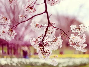 光遇花树祝福使用方法攻略