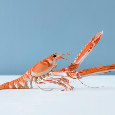 航海王热血航线帝王蟹获取攻略