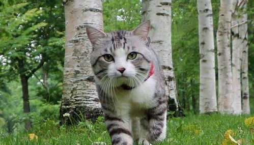 基于猫灵相册攻略神乐珍贵朋友