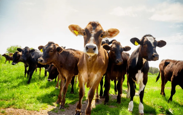 四季牧歌：牛病应对与放牧技巧攻略