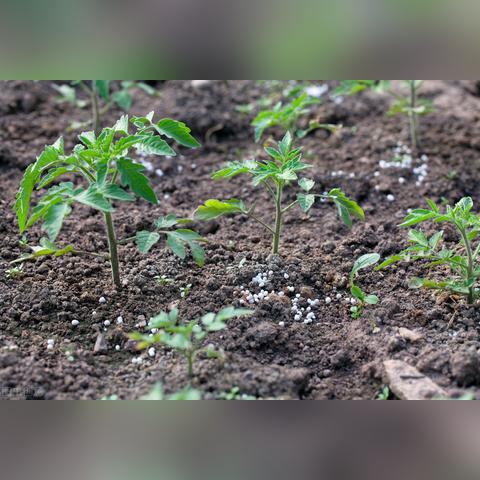 摩尔庄园手游丰收蛋糕制作攻略