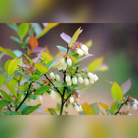 摩尔庄园手游蓝莓喵喵车获取方法