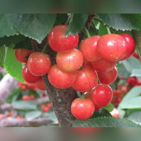 摩尔庄园手游蓝莓喵喵车获取方法