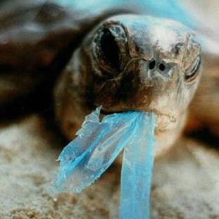 摩尔庄园手游海鲜礼包使用方法攻略