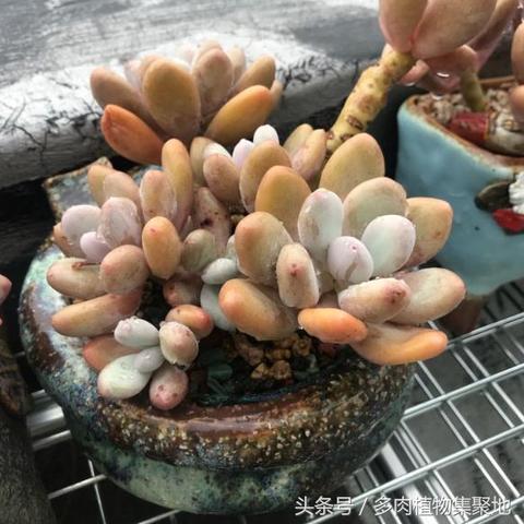 摩尔庄园手游鸡鸭牛消失处理攻略