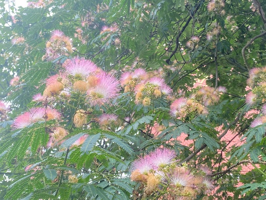 江湖合欢花获取攻略分享