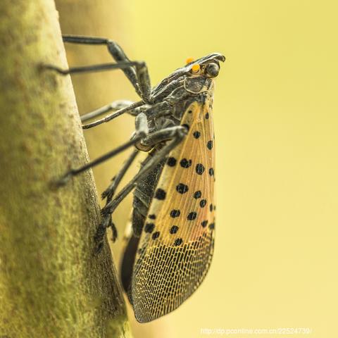 双生幻想斑衣蜡蝉技能强度解析