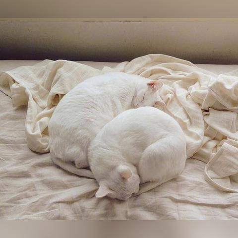 宝可梦探险喵喵食谱配方