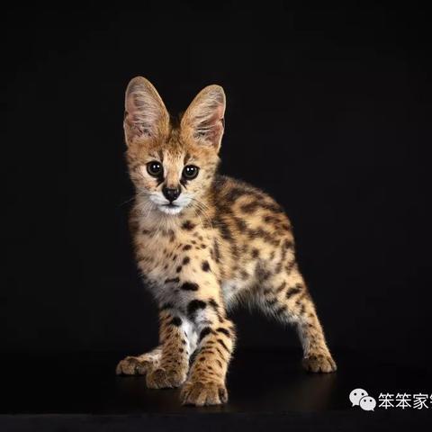 小动物之星禁舞玩法攻略揭秘