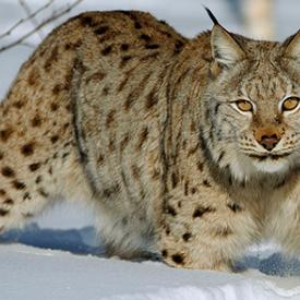 小动物之星禁舞玩法攻略揭秘