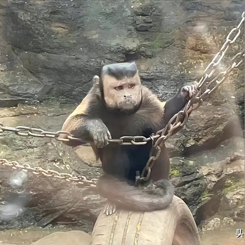 宝可梦探险9-13火爆猴攻略