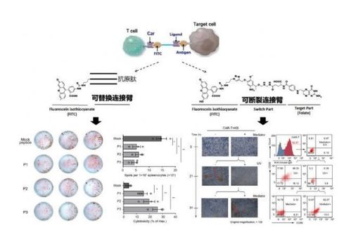 重生细胞疫病机制揭秘：新机制深度解析
