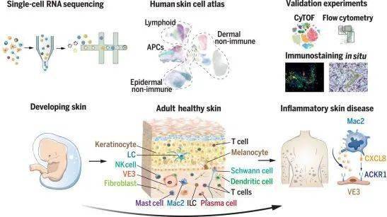 重生细胞疫病机制揭秘：新机制深度解析