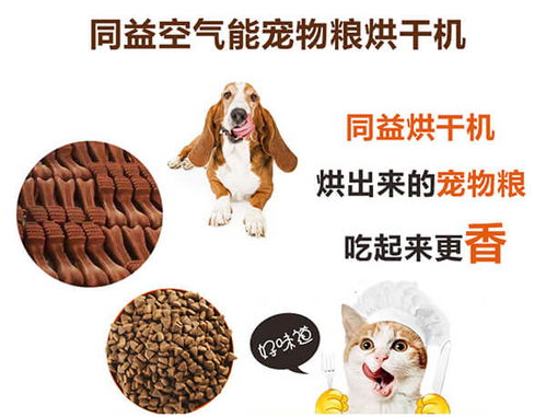 重建家园宠物培养攻略：高效宠物养育技巧