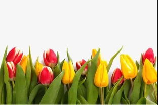 花店秘籍：白色郁金香获取攻略