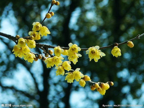 绿萼梅获取攻略：鲜花秘籍大揭秘