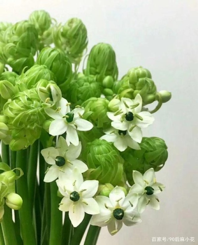 伯利恒之星花店获取鲜花秘籍