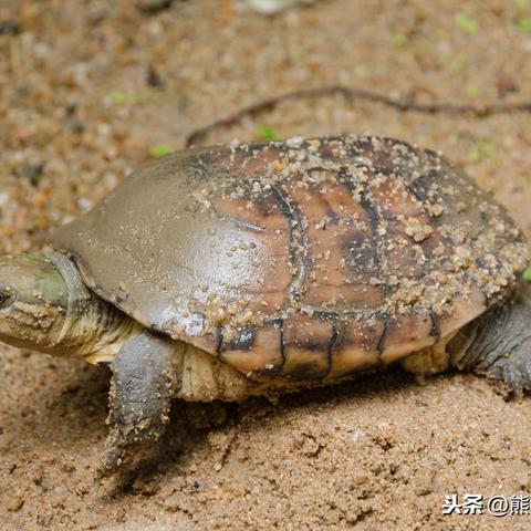 小动物之星禁舞牌获取途径