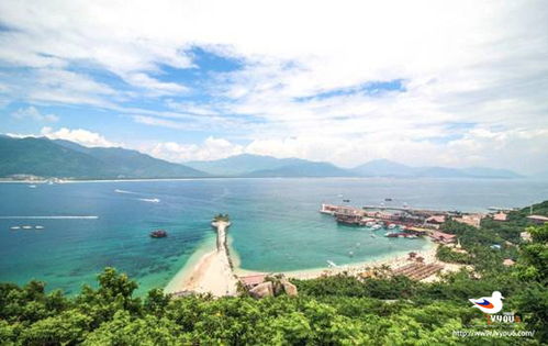 小森椰子产地揭秘：椰子岛在哪？椰子用途盘点