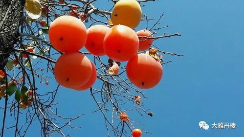 小森生活柿子树分布地 柿子功效
