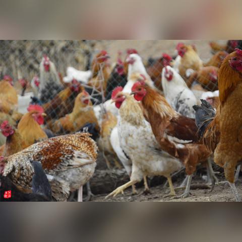 光遇帐篷获取方法 小棚子获取途径