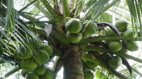小森椰子功效 水果功效解析