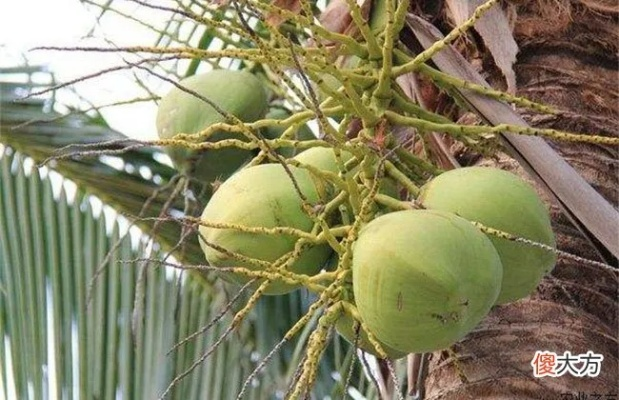 小森椰子功效 水果功效解析