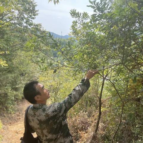 航海王热血航线砍树伐木技巧攻略