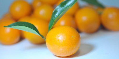 小森生活金桔功效解析