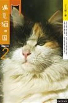 遇见猫咪楼顶的神秘密码