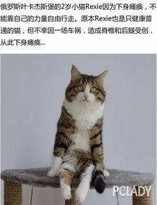 遇见猫咪楼顶的神秘密码