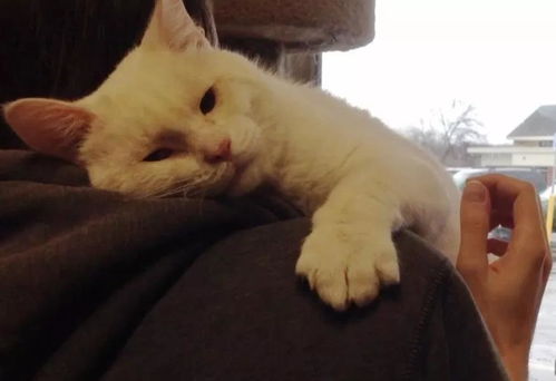 遇见猫咪爱心获取攻略全解析