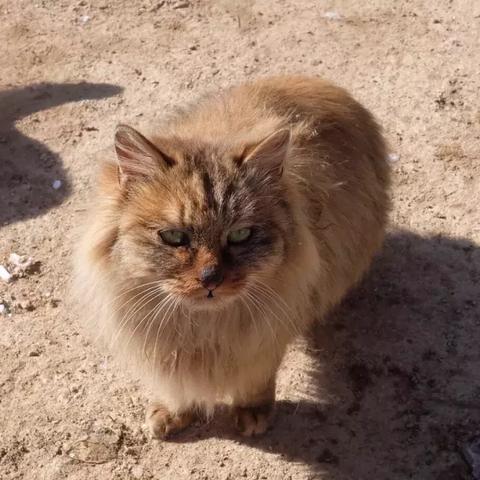 遇见猫最新兑换码一览 礼包兑换码汇总