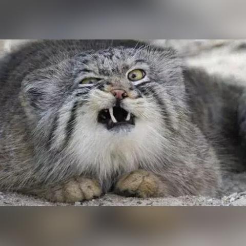 遇见猫最新兑换码一览 礼包兑换码汇总