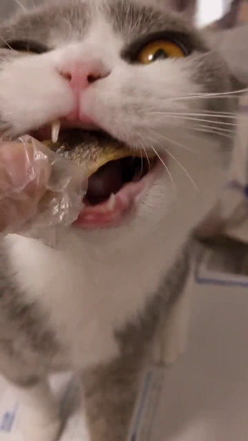 遇见你的猫猫获取方法